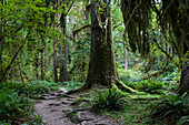 Trail in forest, Hoh Rainforest, Olympic National Park, Washington