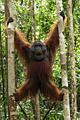 Orangutan (Pongo pygmaeus) male climbing, Camp Leaky, Tanjung Puting National Park, Indonesia