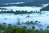 Canopy of lowland rainforest at dawn with fog, Danum Valley Conservation Area, Borneo, Malaysia