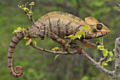 Oustalet's Chameleon (Furcifer oustaleti) male, Montagne des Francais Reserve, Antsiranana, northern Madagascar