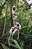 Coquerel's Sifaka (Propithecus coquereli) trio in trees, Ankarafantsika National Park, Madagascar