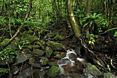 Creek in tropical rainforest, Masoala National Park, Madagascar
