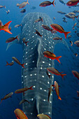 Whale Shark (Rhincodon typus) swimming with other tropical fish, note satellite tag to right of dorsal fin, Wolf Island, Galapagos Islands, Ecuador