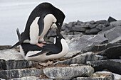 Adelie Penguin (Pygoscelis adeliae) pair mating, Antarctic Peninsula, Antarctica