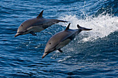 Common Dolphin (Delphinus delphis) pair jumping, Baja California, Mexico