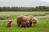 Grizzly Bear (Ursus arctos horribilis) female with spring cubs, Katmai National Park, Alaska