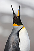 King Penguin (Aptenodytes patagonicus) calling, St. Andrews Bay, South Georgia Island