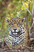 Jaguar (Panthera onca), Cuiaba River, Brazil