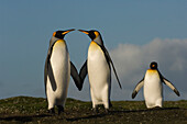 King Penguin (Aptenodytes patagonicus) trio, Volunteer Point, East Falkland Island, Falkland Islands