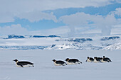 Emperor Penguin (Aptenodytes forsteri) group tobogganing, Antarctica