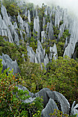 Limestone pinnacles shaped by erosion and wind, slopes of Mount Api in Gunung Mulu National Park, Sarawak, Malaysia