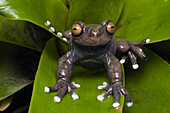 Tapichalaca Tree Frog (Hyloscirtus tapichalaca) newly discovered species in 2003, Tapichalaca Reserve, Ecuador