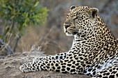 Leopard (Panthera pardus), Malamala Game Reserve, South Africa