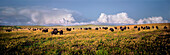 American Bison (Bison bison) herd grazing on mixed grass prairie, near Pierre, South Dakota