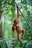 Sumatran Orangutan (Pongo abelii) one and a half year old baby dangling from tree branch, Gunung Leuser National Park, north Sumatra, Indonesia