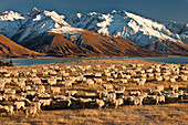 Domestic Sheep (Ovis aries) flock near Lake Pukaki with Ben Ohau Range behind, Canterbury, New Zealand
