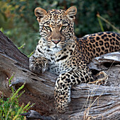Leopard (Panthera pardus) resting, Botswana