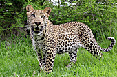 Leopard (Panthera pardus), Botswana