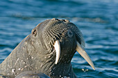 Atlantic Walrus (Odobenus rosmarus rosmarus), Svalbard, Norway