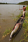 Arapaima (Arapaima gigas) and licensed fisherman, Rupununi, Guyana