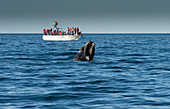 Southern Right Whale (Eubalaena australis) calf spyhopping near tourist boat, Valdez, Argentina