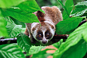 Slow Loris (Nycticebus coucang), northern Sumatra, Indonesia