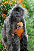 Silvered Leaf Monkey (Trachypithecus cristatus) mother with young, Kuala Selangor Nature Park, Malaysia