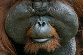 Orangutan (Pongo pygmaeus) male with large cheek patches, Kubah National Park, Malaysia