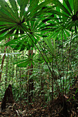 Fan Palm (Licuala valida) in the understory of the rainforest, Lambir Hills National Park, Malaysia