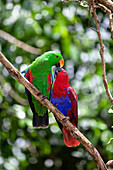 Eclectus Parrot (Eclectus roratus) pair courting, female on right and male on left, Cape York Peninsula, North Queensland, Queensland, Australia