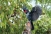 Palm Cockatoo (Probosciger aterrimus) displaying, Cape York Peninsula, North Queensland, Queensland, Australia