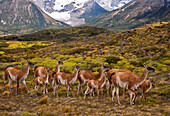 Guanaco (Lama guanicoe) herd with young, Torres Del Paine National Park, Patagonia, Chile