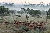 Impala (Aepyceros melampus) females, Ol Pejeta Conservancy, Kenya