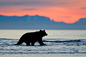 Grizzly Bear (Ursus arctos horribilis) wading through river at sunrise, Lake Clark National Park, Alaska