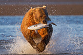 Grizzly Bear (Ursus arctos horribilis) running through water with a captured salmon, Lake Clark National Park, Alaska