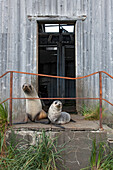 Antarctic Fur Seal (Arctocephalus gazella) mother and pup at old whaling station building, Prince Olav Harbour, South Georgia Island
