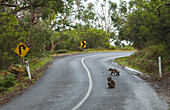 Koala (Phascolarctos cinereus) pair walking on road, Otway National Park, Victoria, Austraila