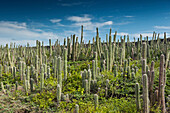 Pitayo de Mayo (Stenocereus griseus) cacti, Washington Slagbaai National Park, Bonaire, Netherlands Antilles, Caribbean