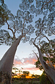 Gum Tree (Eucalyptus sp) group at sunset, Nullarbor Plain, Western Australia, Australia