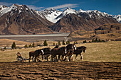 Domestic Horse (Equus caballus) Clydesdale breed ploughing field, Erewhon Station, Rangitata River Valley, Canterbury, New Zealand