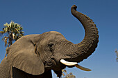 African Elephant (Loxodonta africana) domesticated orphan vocalizing, Grey Matters, Moremi Game Reserve, Okavango Delta, Botswana
