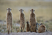 Meerkat (Suricata suricatta) family standing guard, Makgadikgadi Pans, Kalahari Desert, Botswana