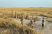 Meerkat (Suricata suricatta) family standing guard, Makgadikgadi Pans, Kalahari Desert, Botswana