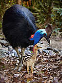 Southern Cassowary (Casuarius casuarius) male with chick foraging, Kuranda, Queensland, Australia