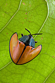 Leaf Beetle (Echoma sp), Paramaribo, Surinam