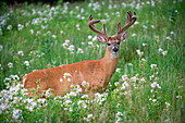White-tailed Deer (Odocoileus virginianus) buck in wildflower meadow, North America