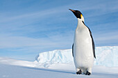 Emperor Penguin (Aptenodytes forsteri), Prydz Bay, eastern Antarctica