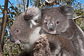 Koala (Phastolarctos cinereus) mother carrying young, Victoria, Australia