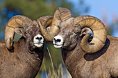 Bighorn Sheep (Ovis canadensis) rams play-fighting, Mission Valley, western Montana
