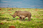White Rhinoceros (Ceratotherium simum) mother and calf, Kwazulu Natal, South Africa